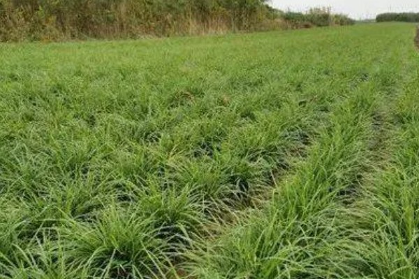 种植麦冬的效益,每亩地可获纯利1.6万元左右