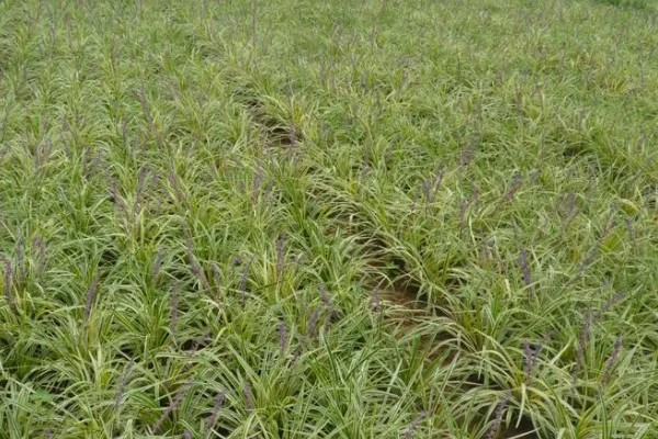 种植麦冬的效益,每亩地可获纯利1.6万元左右