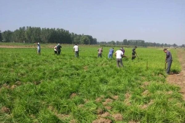 种植麦冬的效益,每亩地可获纯利1.6万元左右
