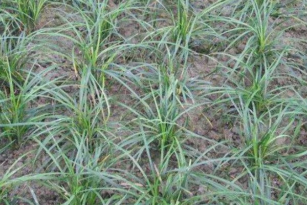 种植麦冬的效益,每亩地可获纯利1.6万元左右
