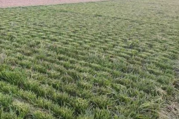 种植麦冬的效益,每亩地可获纯利1.6万元左右