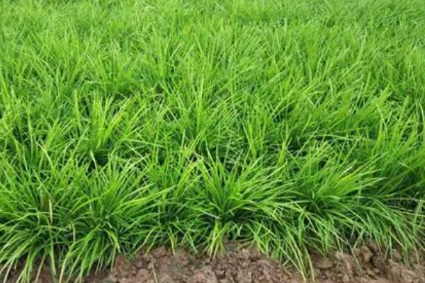 种植麦冬的效益,每亩地可获纯利1.6万元左右