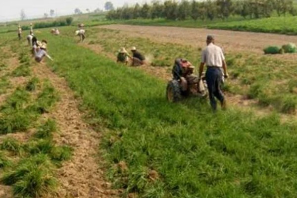 种植麦冬的效益,每亩地可获纯利1.6万元左右