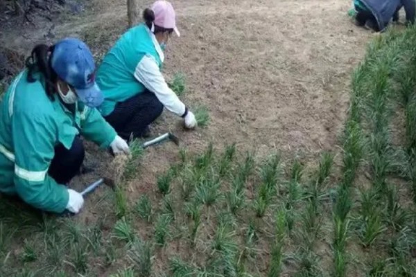 种植麦冬的效益,每亩地可获纯利1.6万元左右