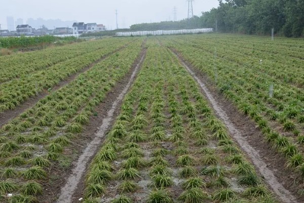 种植麦冬的效益,每亩地可获纯利1.6万元左右