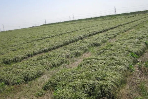 种植麦冬的效益,每亩地可获纯利1.6万元左右
