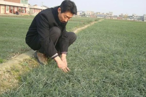 种植麦冬的效益,每亩地可获纯利1.6万元左右