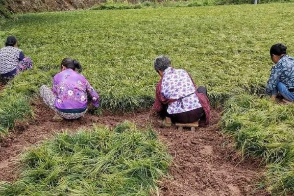 种植麦冬的效益,每亩地可获纯利1.6万元左右