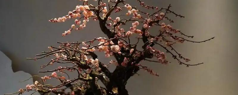 冬天怎么养梅花，不能浇水过多