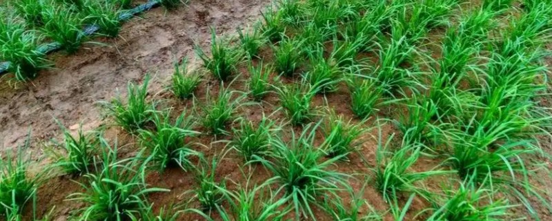 秋季韭菜的种植方法，选择在立秋前后种植