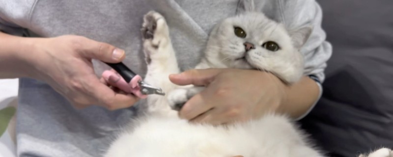给猫咪剪指甲的方法，要注意不能剪掉血线