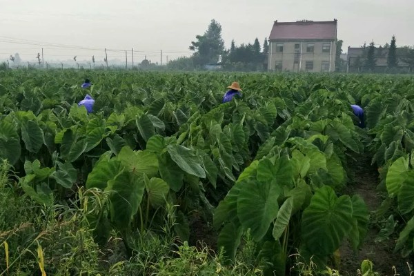 芋头怎么施肥，第一次追肥可亩施尿素10-15公斤