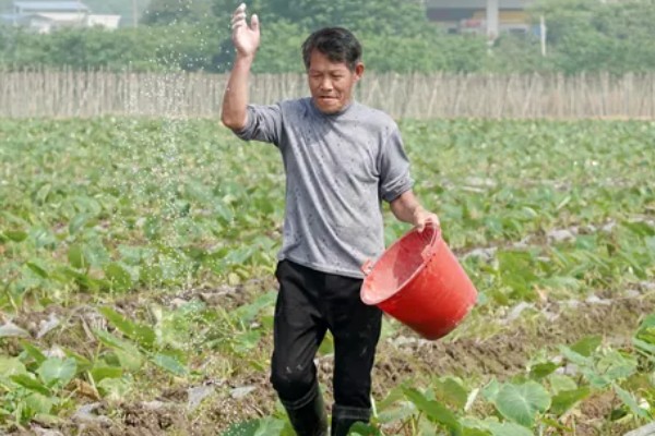 芋头怎么施肥，第一次追肥可亩施尿素10-15公斤