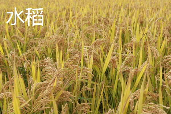 哪些作物在秋天丰收,常见水稻、大豆等品种。