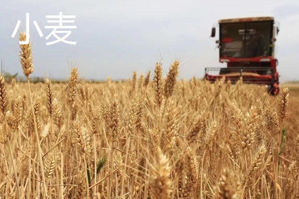 哪些作物在秋天丰收,常见水稻、大豆等品种。