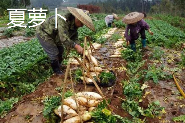 哪些作物在秋天丰收,常见水稻、大豆等品种。