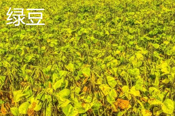哪些作物在秋天丰收,常见水稻、大豆等品种。