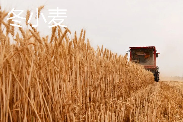 哪些作物在秋天丰收,常见水稻、大豆等品种。