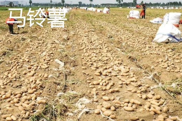 哪些作物在秋天丰收,常见水稻、大豆等品种。