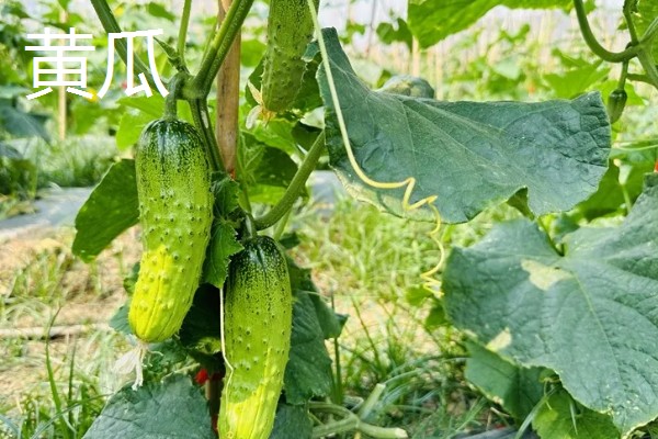 哪些作物在秋天丰收,常见水稻、大豆等品种。