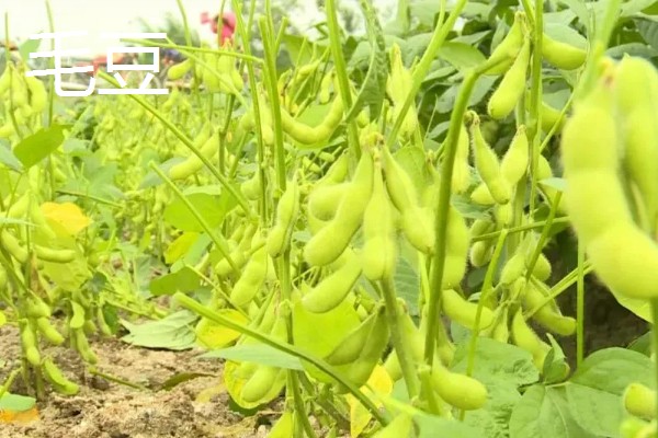 哪些作物在秋天丰收,常见水稻、大豆等品种。
