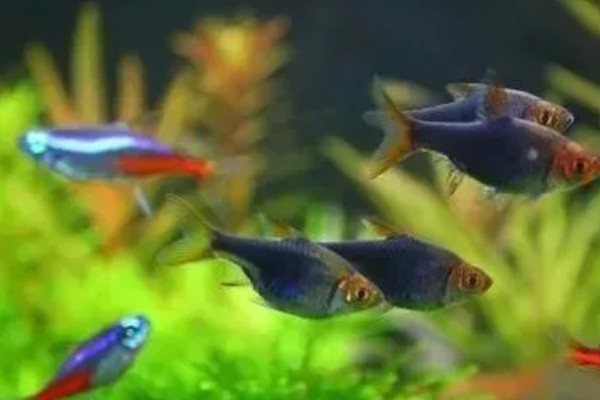 灯鱼能不能和斑马鱼混养，二者可以养在一起