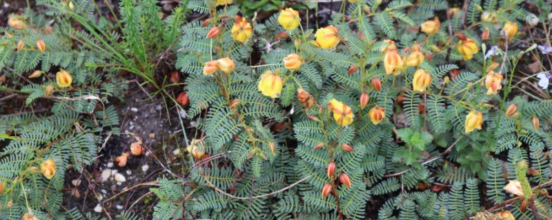 山扁豆是什么，别称含羞草决明、铁甲草等