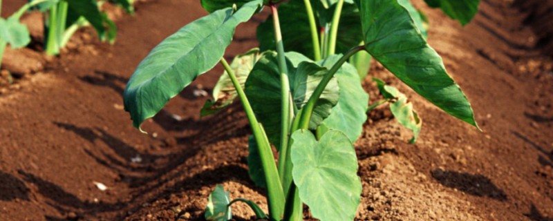 芋头适合什么时候种植，在1-3月份的时候种植