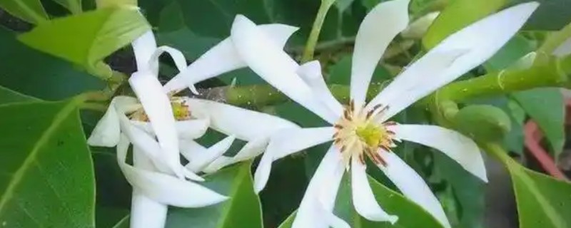 怎么养白兰花，适合生长在光照充足的环境中