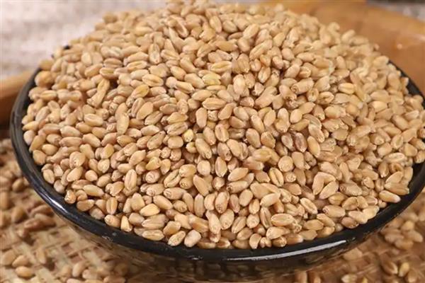 小麦种子含水量多少才能入库,标准含水量不超过12.5%