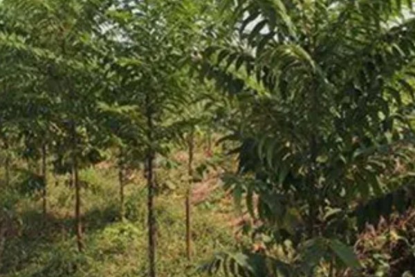 香椿简介,又名香椿芽、香椿、香桩头等