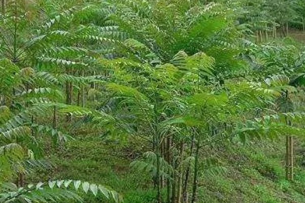 香椿简介,又名香椿芽、香椿、香桩头等