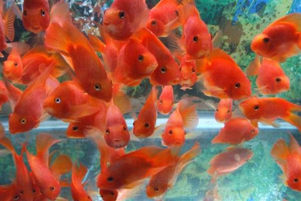 红鹦鹉鱼变白的原因,缺氧、受惊、水质差等因素都会导致
