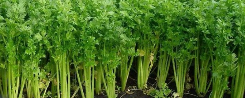 大棚芹菜冬季的病害防治，常见的有心腐病、空心等