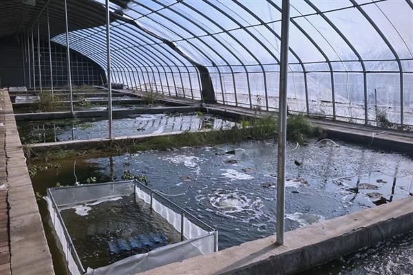 大龙虾有没有人工养殖,养殖池塘的深度不宜超过1.5米