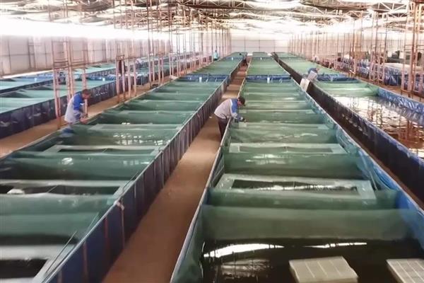 大龙虾有没有人工养殖,养殖池塘的深度不宜超过1.5米