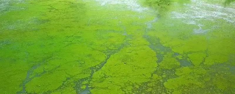 绿藻与蓝藻的区别，生物种类和繁殖方式均不同