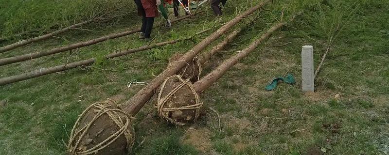 秋天种树可以活吗，秋天种树能活