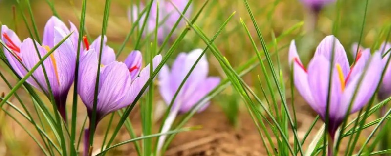 藏红花是不是花蕊，属于雌蕊