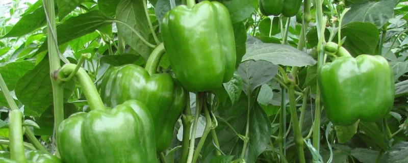 甜椒怎么施肥，开花结果期可追施尿素和磷酸二氢钾