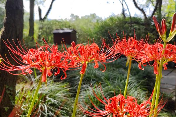 彼岸花的花语，寓意优美纯洁、死亡之美