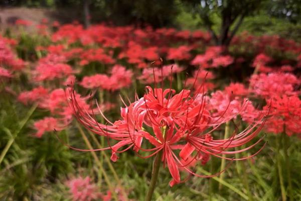彼岸花的花语，寓意优美纯洁、死亡之美