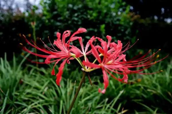 彼岸花的花语，寓意优美纯洁、死亡之美