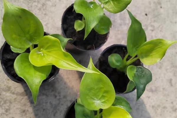 滴水观音的繁殖方式，对枝条涂抹生根粉再插入基质中