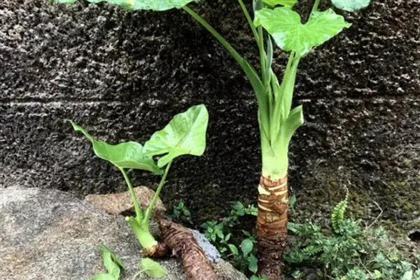 滴水观音的繁殖方式，对枝条涂抹生根粉再插入基质中