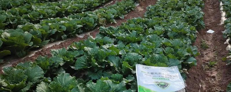 白菜能用氯化钾的肥吗，白菜可施加氯化钾肥