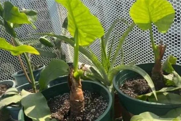 滴水观音的繁殖方式，对枝条涂抹生根粉再插入基质中
