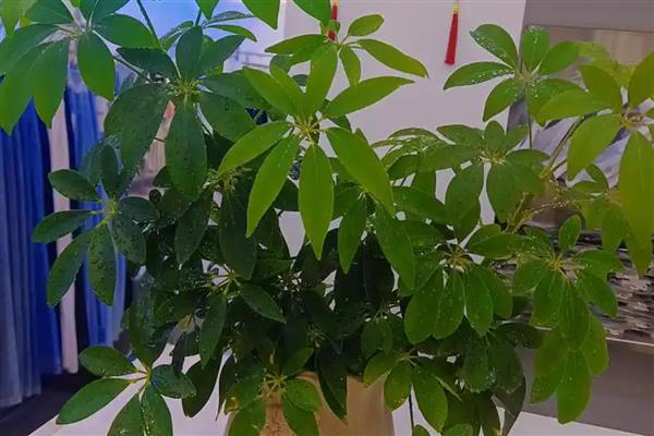 发财树过度浇水如何处理,暂停浇水并翻松土壤