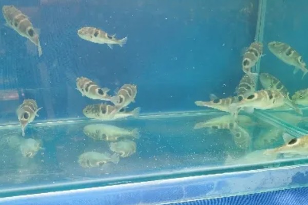巴鱼的简介，是指暗纹东方鲀