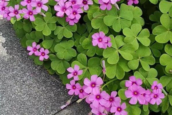 酢浆草的种类,有白花酢浆草、大花酢浆草等